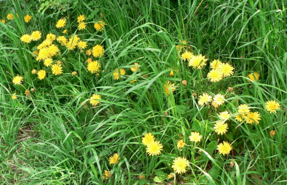 跡見群芳譜(野草譜 タンポポ)